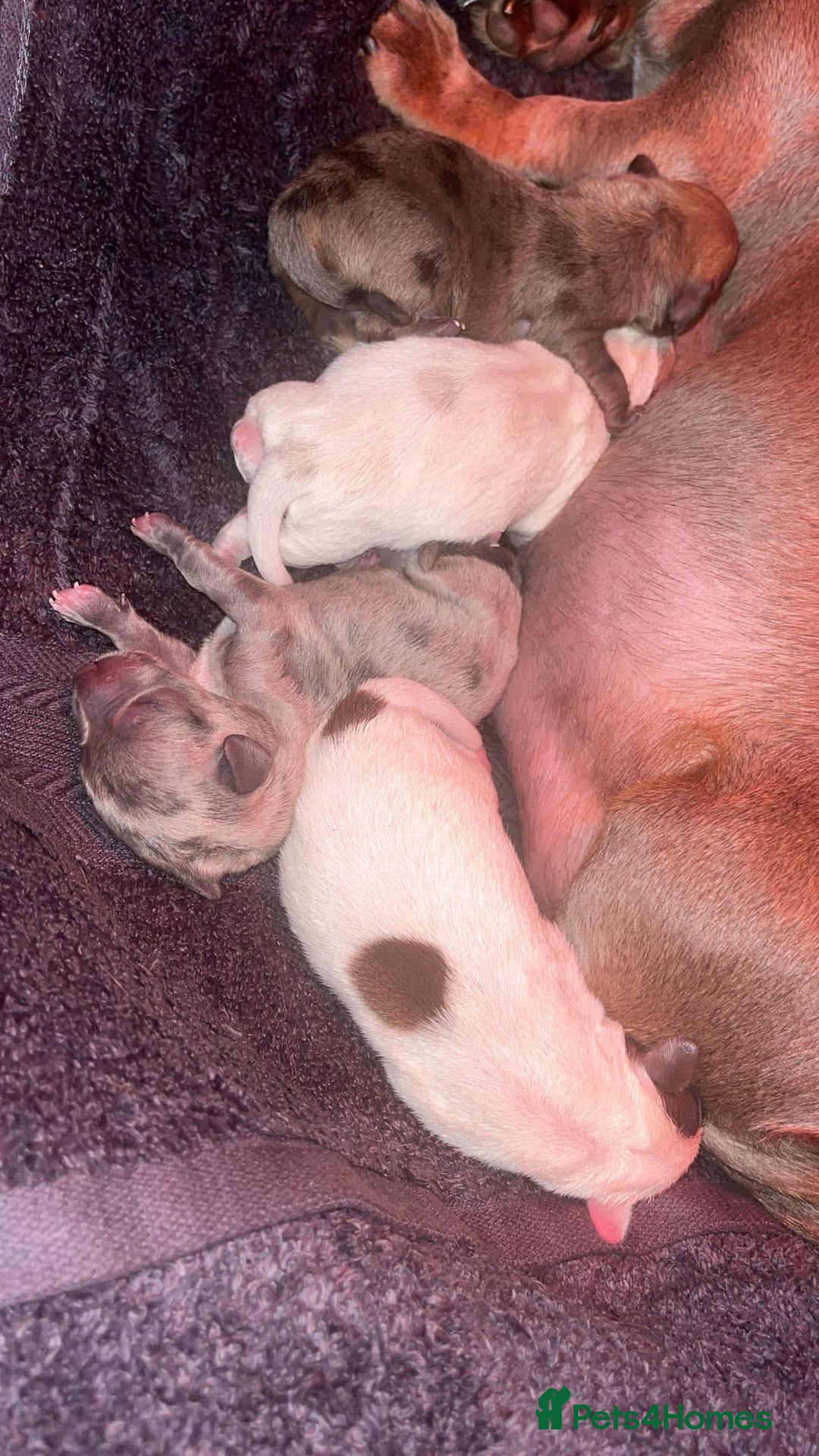 Mixed Breed dogs for sale: Adorable Dameranian puppy’s  - Advert 8