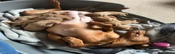 Mixed Breed dogs for sale: 8 beautiful red Vizslador puppies vizsla Labrador  in Ipswich - Advert 13