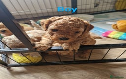 Cavapoo dogs for sale: 5* Beautiful cavapoo puppies 🐶 in Swansea - Image 13