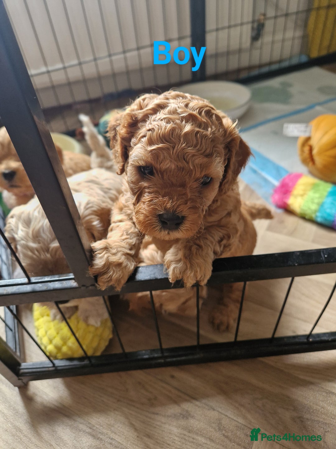 Cavapoo dogs for sale: 5* Beautiful cavapoo puppies 🐶 in Swansea - Image 13