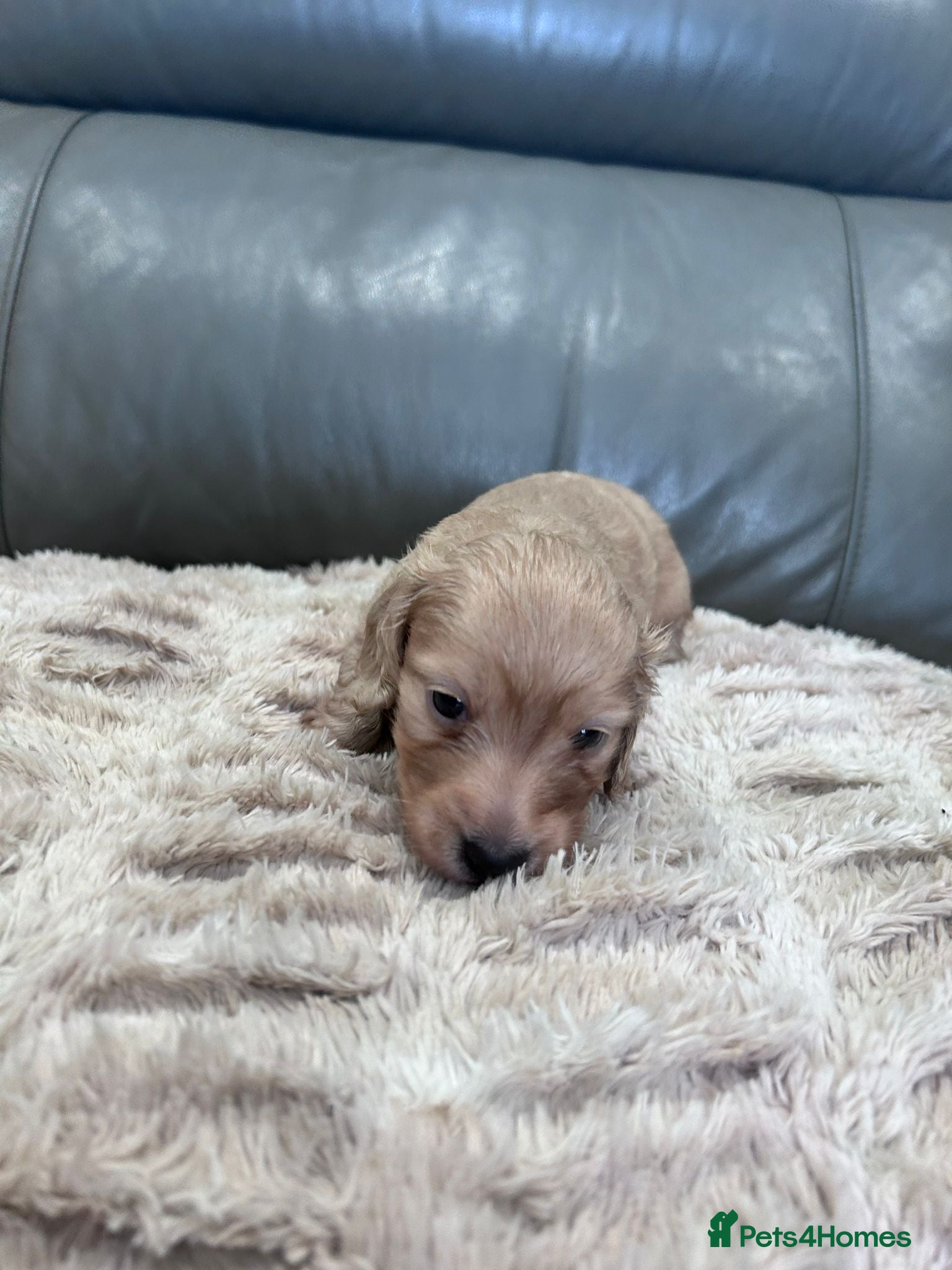 Dachshund dogs Longhaired KC registered cream amazing bloodline  - Advert 2