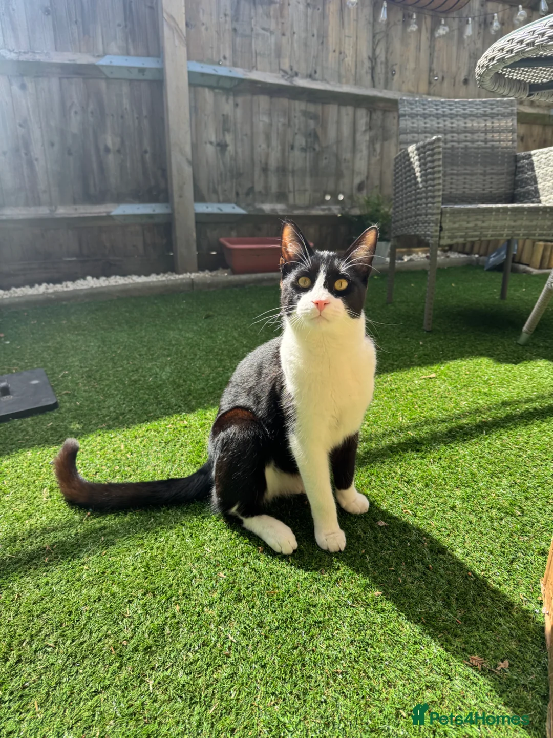 Domestic Shorthair cats for sale: Free Lovely tuxedo cat - Advert 3
