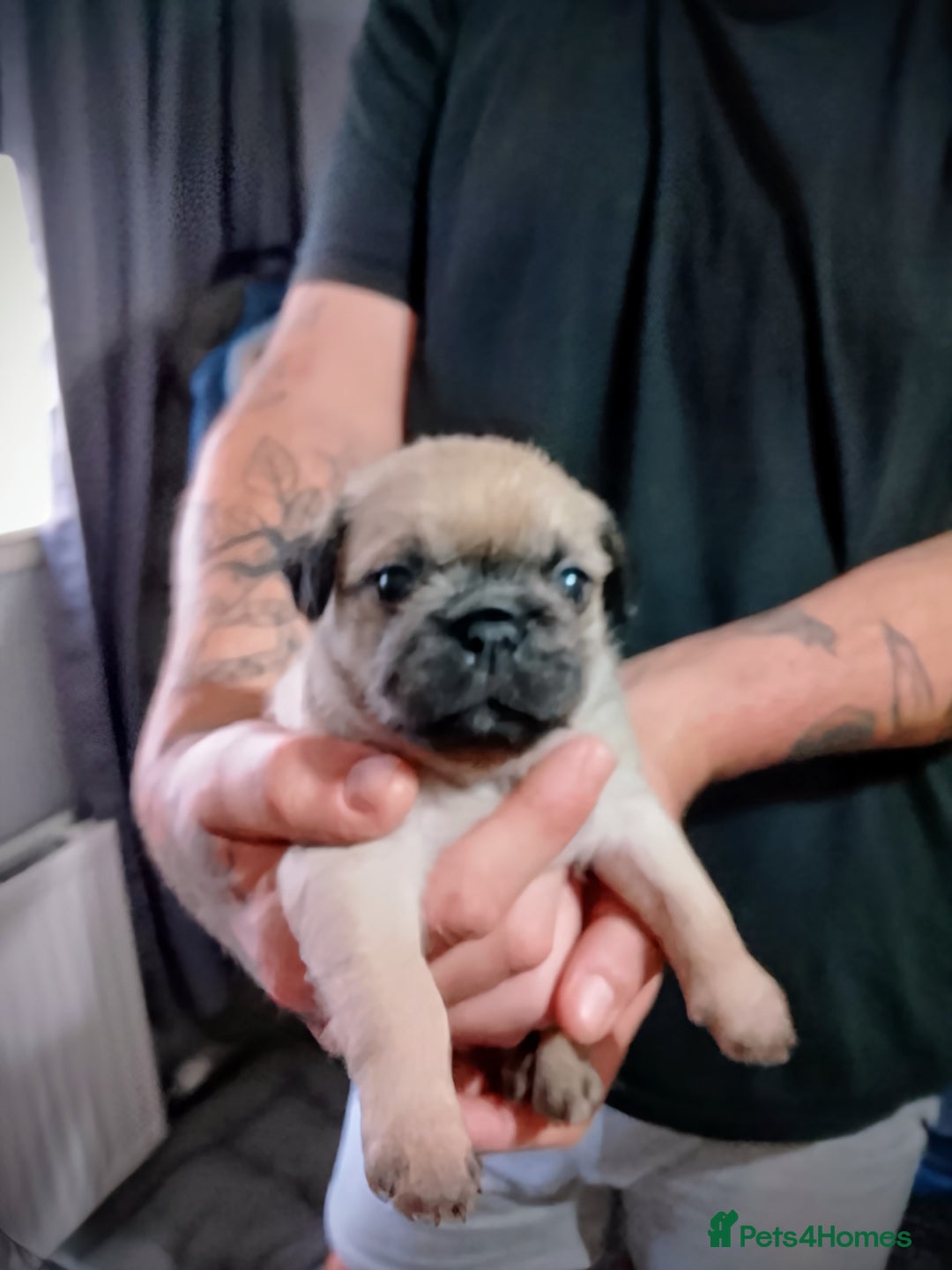 Mixed Breed dogs for sale: 4 beautiful babies  - Image 3