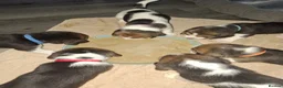 Beagle dogs for sale: Beautiful beagle puppies  - Advert 14