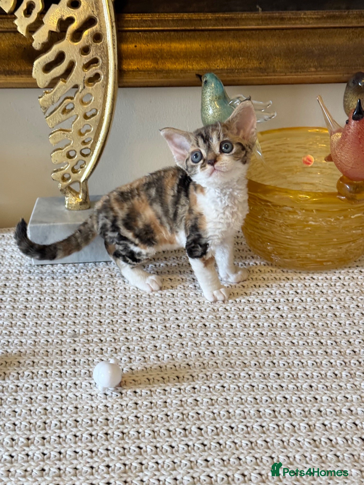 Devon Rex cats Superb quality Devon Babies TICA Registered  - Advert 1