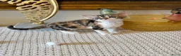 Devon Rex cats for sale: Superb quality Devon Babies TICA Registered  - Advert 1