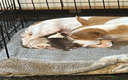 Chihuahua dogs for sale: Puppy  - Image 10