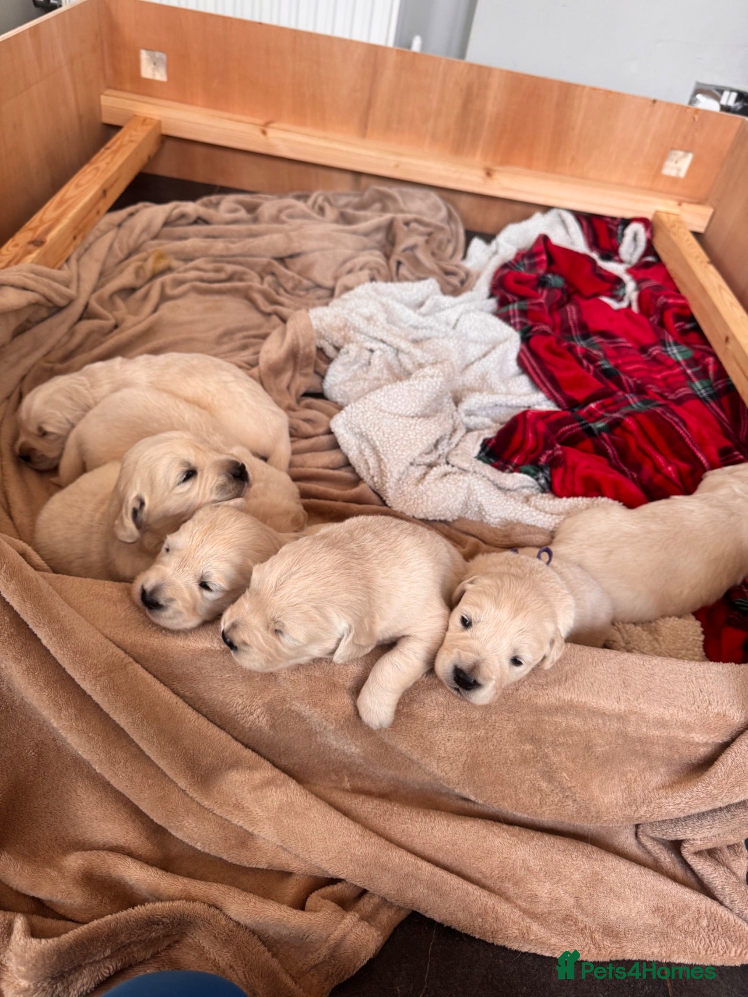 Golden Retriever dogs 7 gorgeous babies - Advert 1