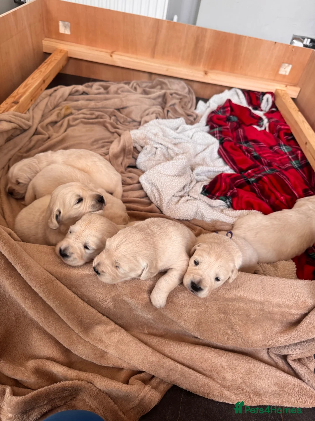Golden Retriever dogs for sale: 7 gorgeous babies - Advert 1
