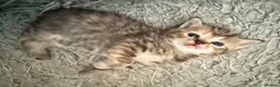 Scottish Fold cats for sale: Gorgeous Scottish Fold kittens for sale - Advert 12