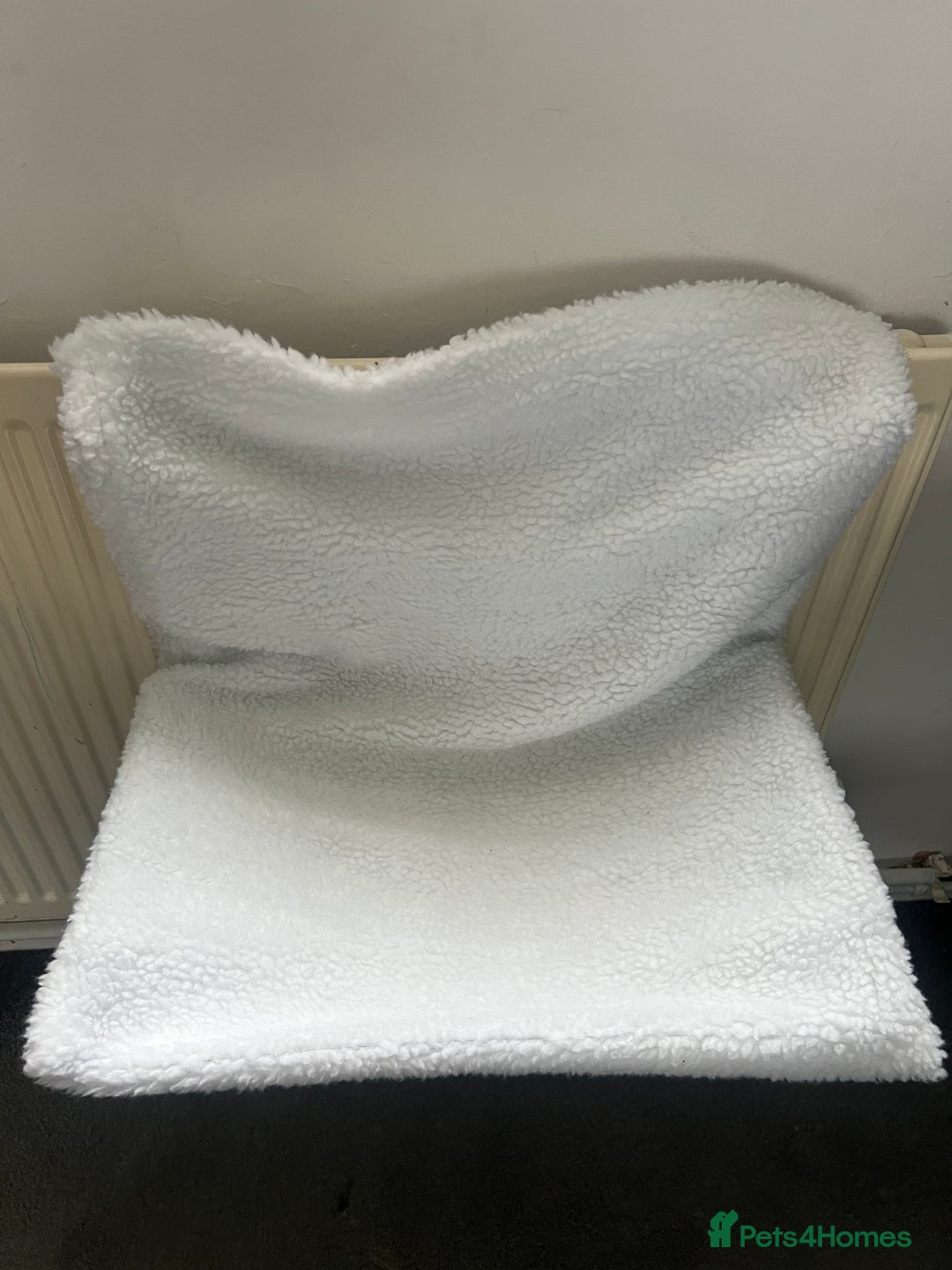 British Shorthair cats for sale: 11 Week Old Male Kitten Black & White Shorthair - Advert 28