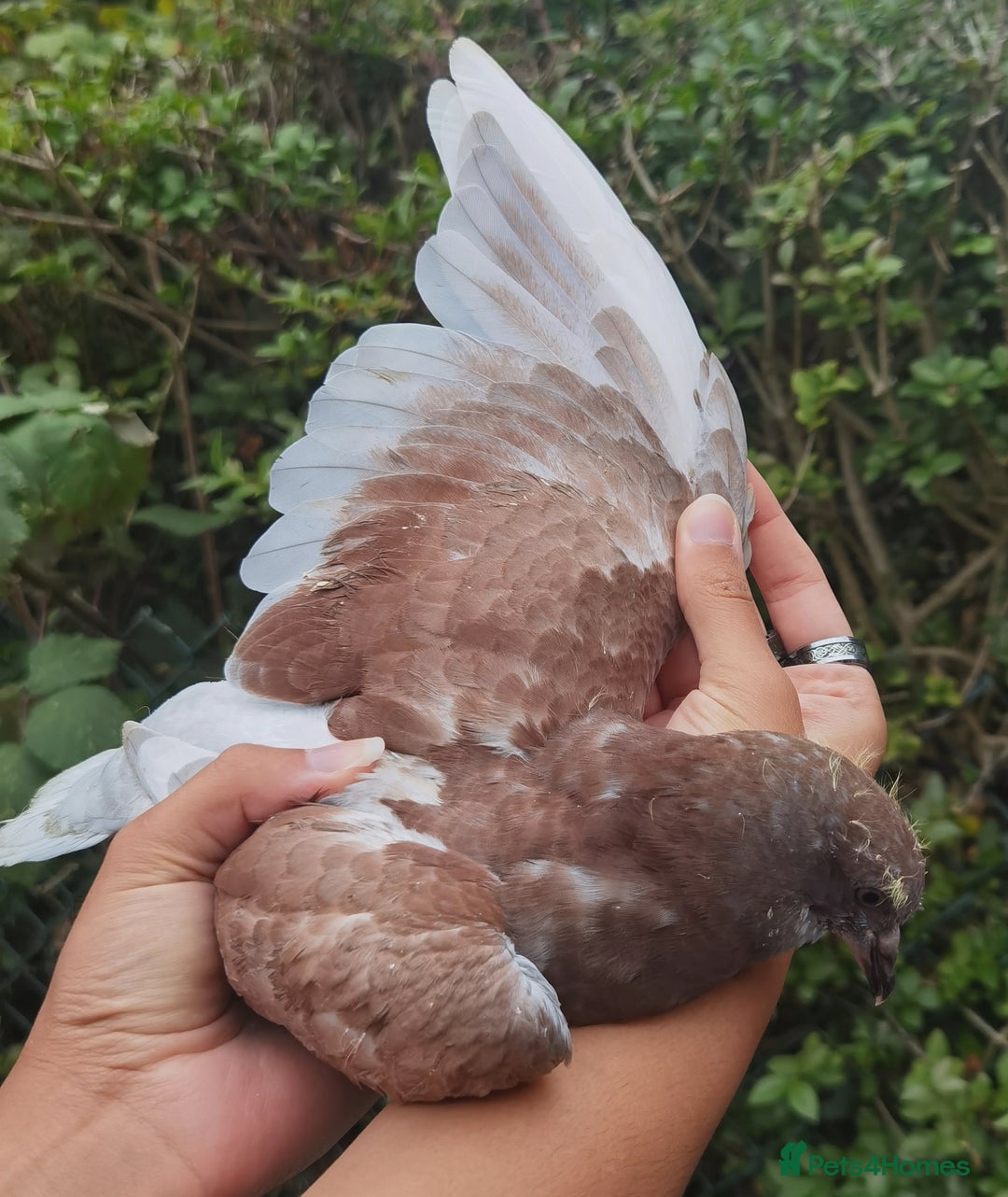 Pigeons birds for sale: Pigeon (Ash Red Check) - [Semi Hand-Raised Baby] - Image 3