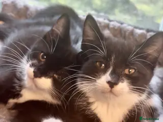 Mixed Breed cats Beautiful tuxedo kittens - Advert 1