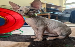 Sphynx cats for sale: 5 Playful & Affectionate Sphynx Kittens - Image 16