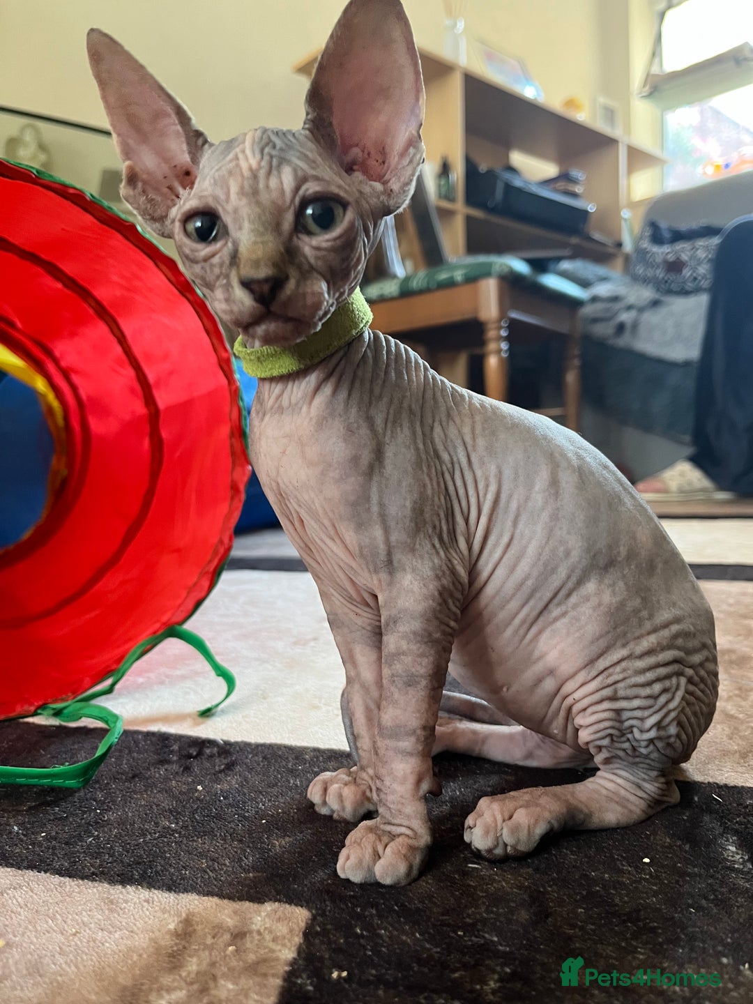 Sphynx cats for sale: 5 Playful & Affectionate Sphynx Kittens - Image 16