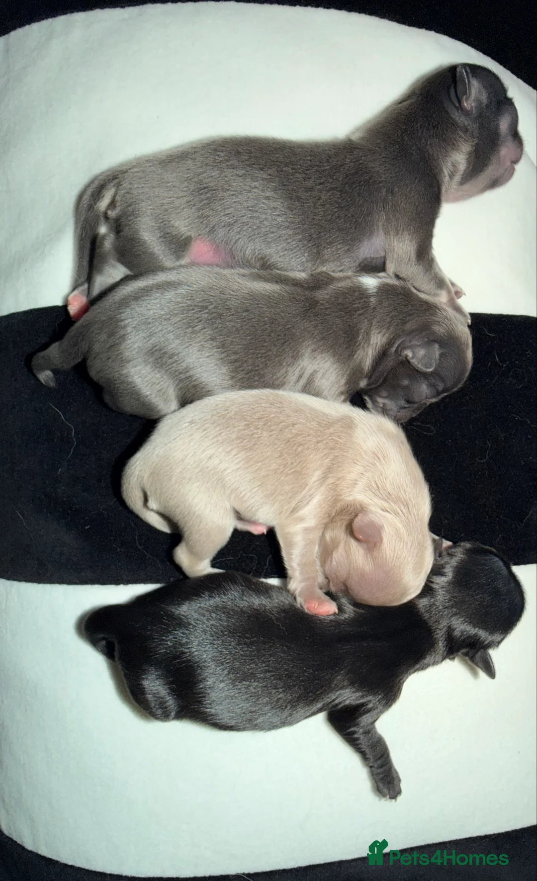 Chihuahua dogs for sale: Long coat chihuahua  - Advert 2