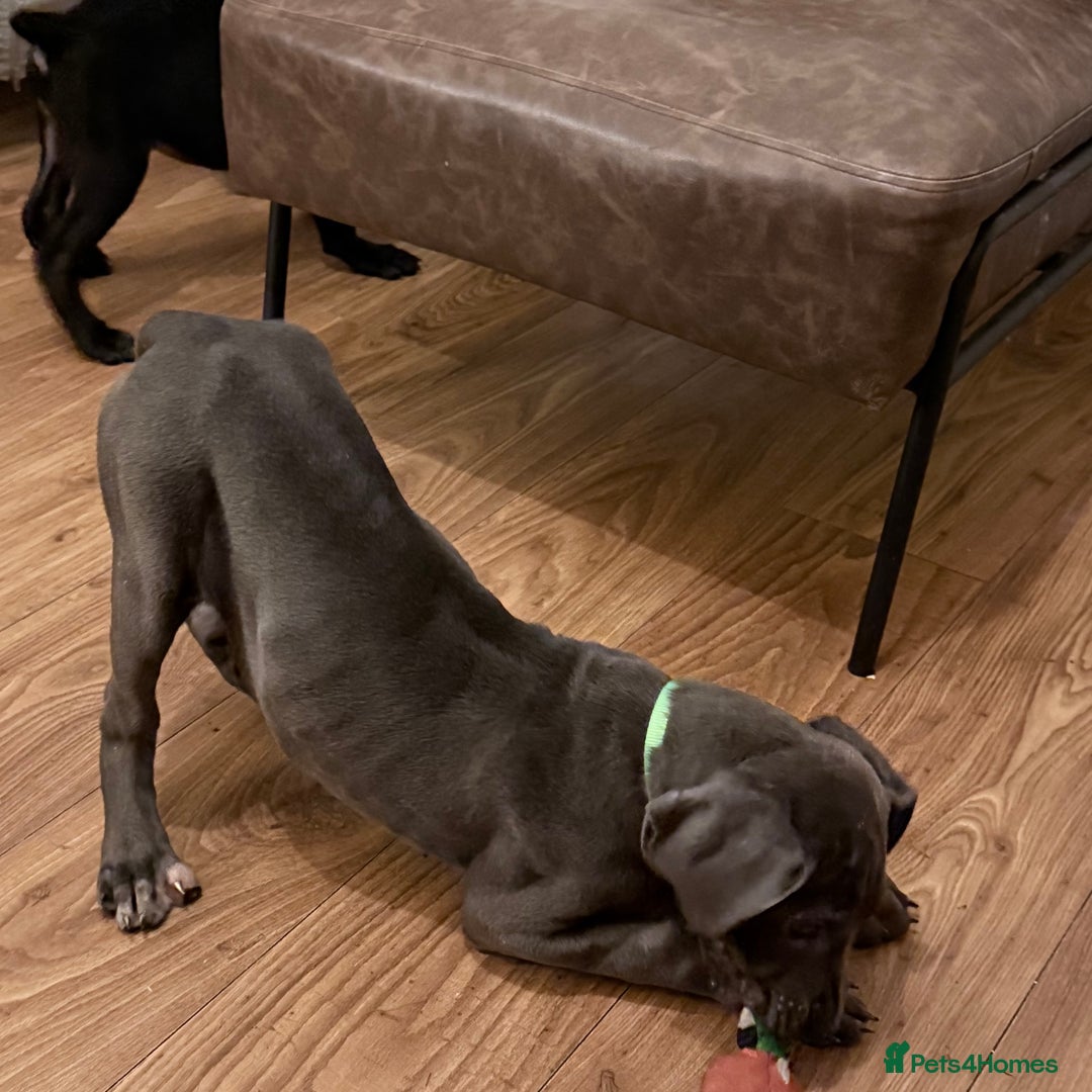 Cane Corso dogs for sale: Cane corso puppies - Advert 4