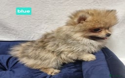 Pomeranian dogs for sale: Pomeranian Puppy 5   (RED)  - Pomeranian  - Image 24