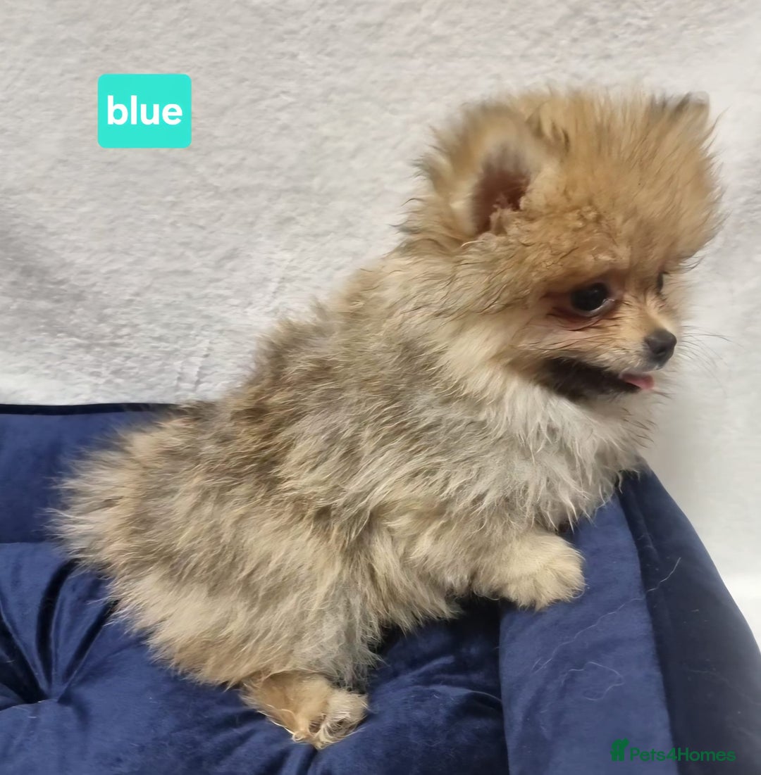 Pomeranian dogs for sale: Pomeranian Puppy 5   (RED)  - Pomeranian  - Image 24