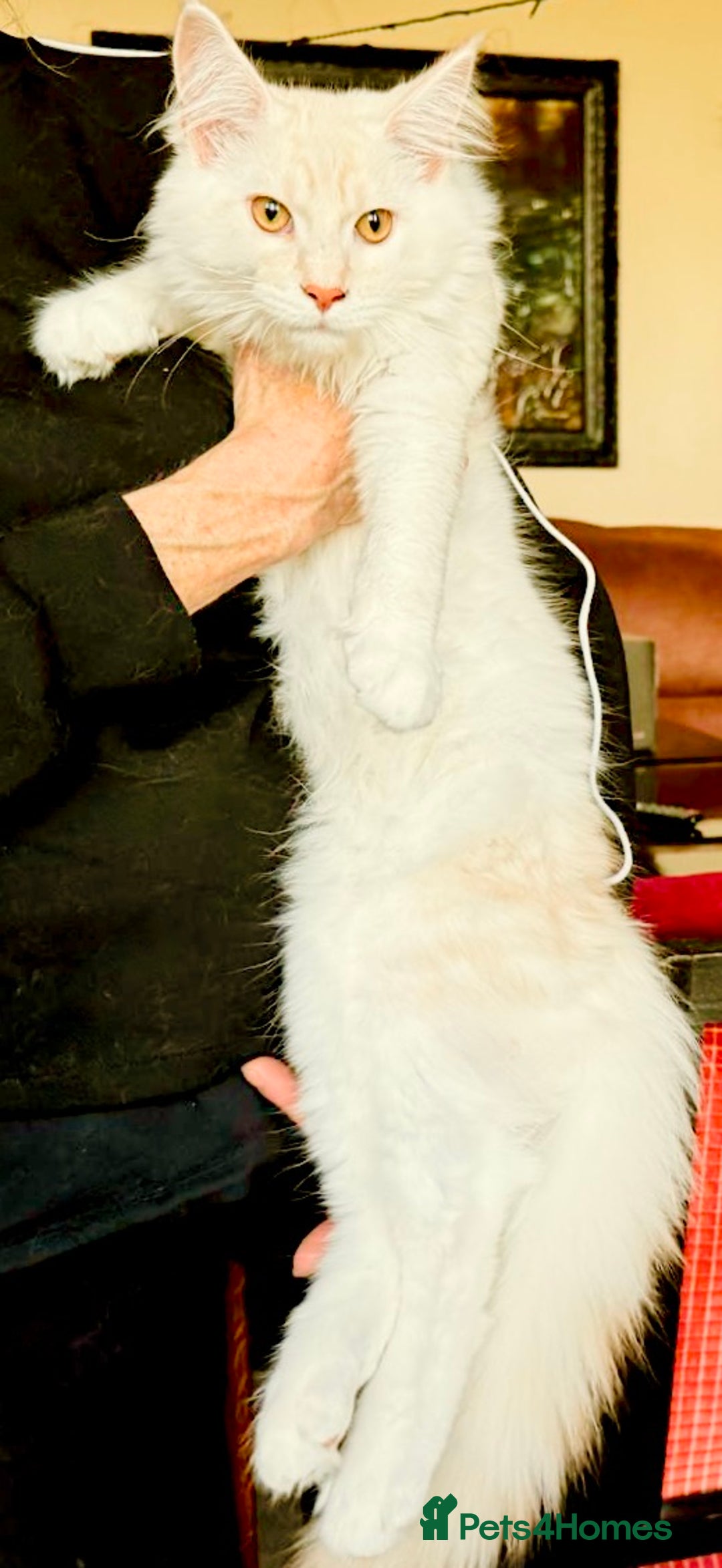 Maine Coon cats for sale: *REDUCED* Beautiful GCCF Pedigree Maine Coons in Torquay - Image 16