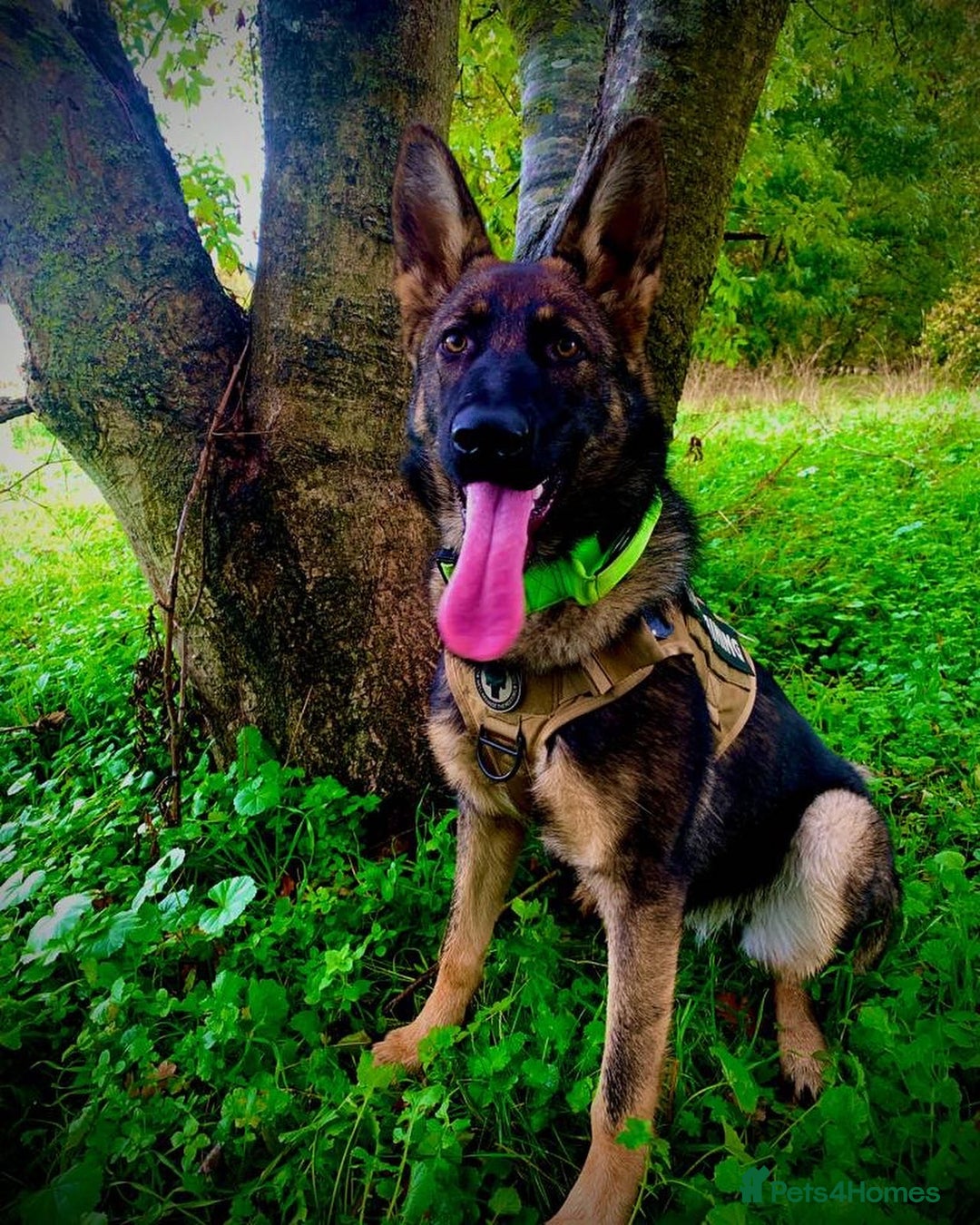 German Shepherd dogs for sale: For sale - Advert 8