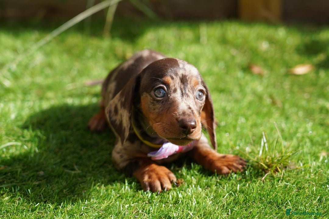 Miniature Dachshund dogs for sale: MINIATURE DACHSHUND PUPPIES PRA CLEAR - Image 7
