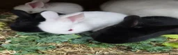 Continental Giant rabbits for sale: Continental Giant Rabbit Kits Bookings Now Open 🐰 - Advert 30