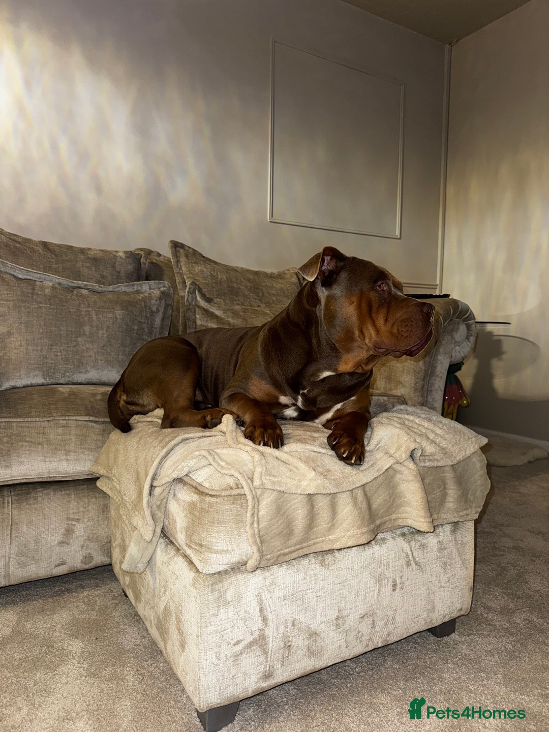 American Bully dogs for sale: Lilo the standard bully  - Advert 4