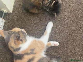 Mixed Breed cats - Advert 7