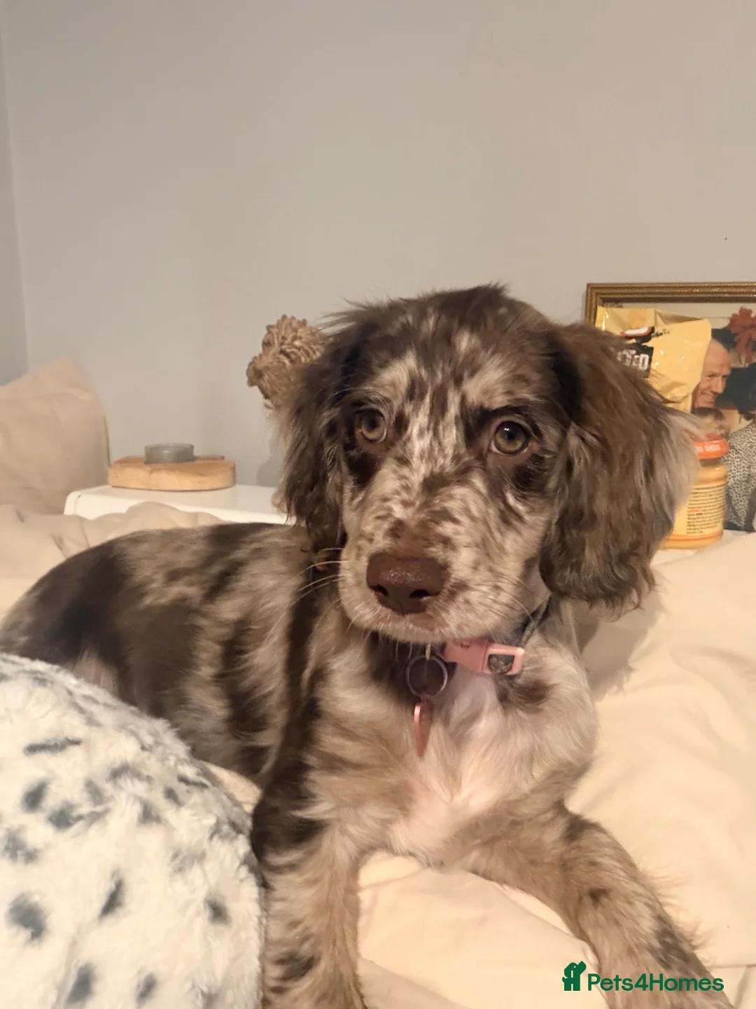 Cockapoo dogs for sale: Cookie 4 month old cockapoo - Advert 4