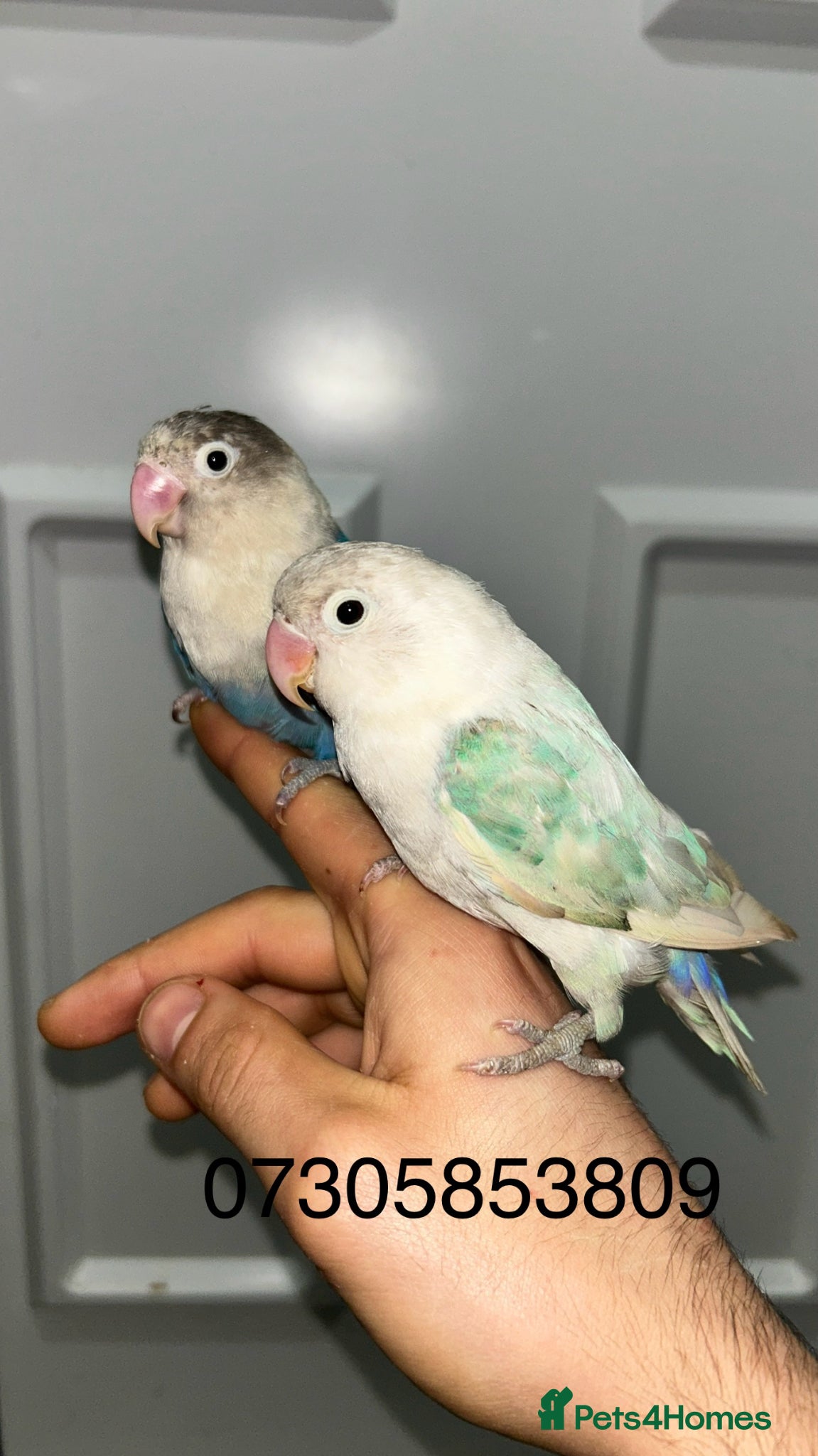 Lovebirds birds proven breeding pairs opaline tamed lovebirds  - Advert 1