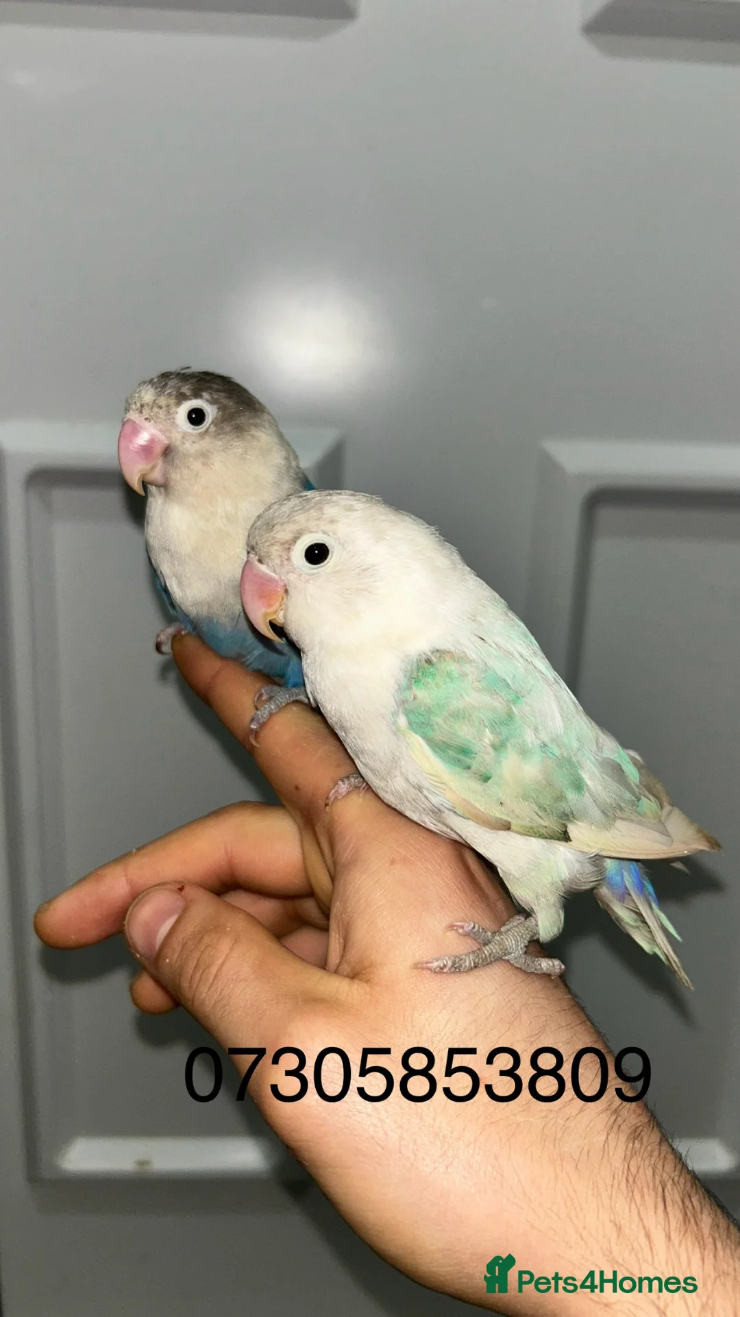 Lovebirds birds for sale: proven breeding pairs opaline tamed lovebirds  - Advert 1