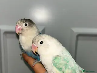 Lovebirds birds proven breeding pairs opaline tamed lovebirds - Advert 7