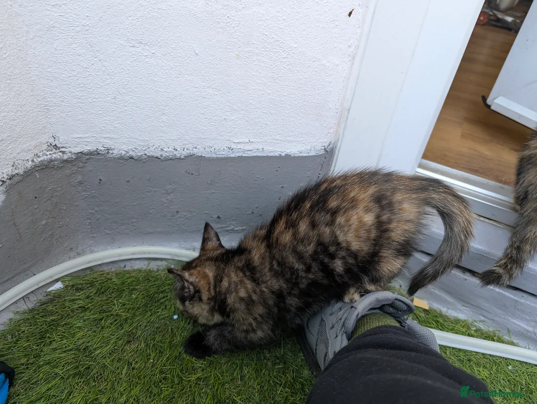 Maine Coon cats for sale: Mainecoon mix  - Advert 1