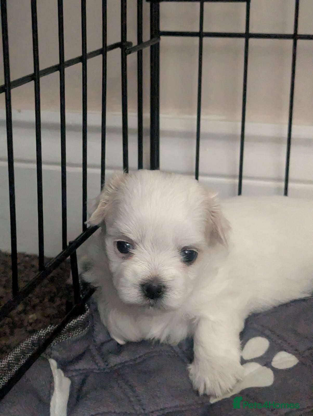 Malshi dogs for sale: 2 Malshi girls for sale to loving homes in Stockton-on-Tees - Advert 5