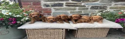 Cockapoo dogs for sale: Toy Cockapoo Puppies (Health Tested) F1 - Advert 10
