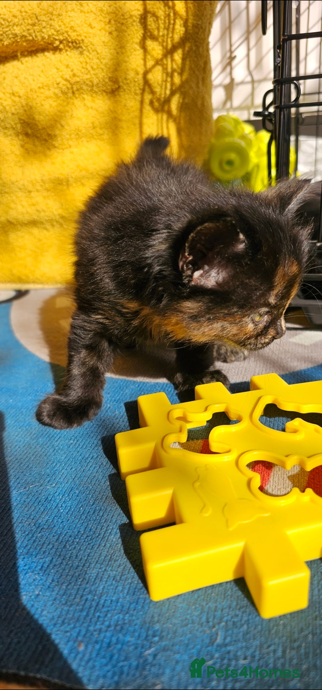 Mixed Breed cats for sale: Three beautiful kittens - Image 3