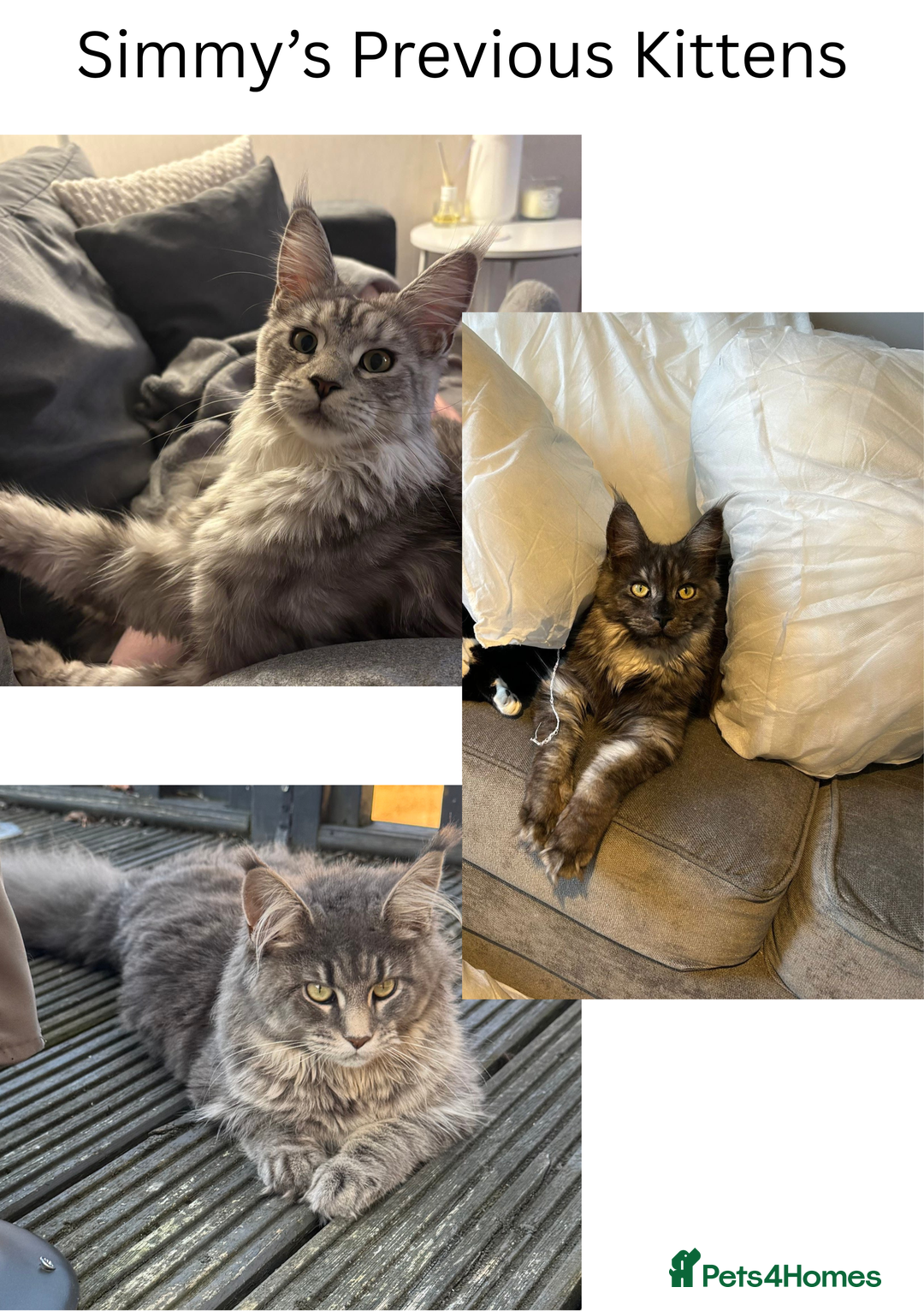 Maine Coon cats for sale: Majestic Purebred Maine Coon Kittens - TICA 🐾 - Advert 14
