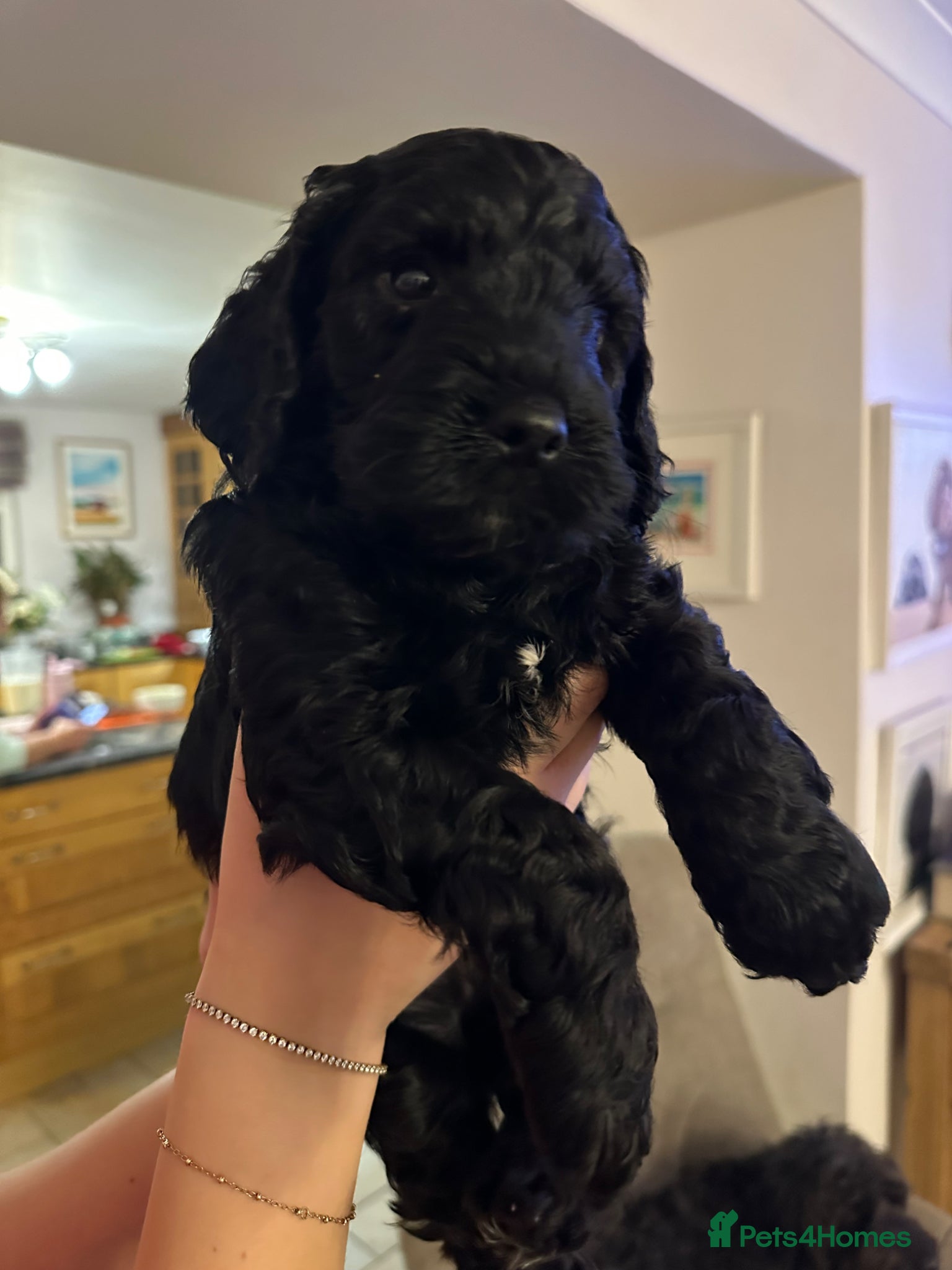 Mixed Breed dogs Sprockerpoo puppies looking for their forever home - Advert 1