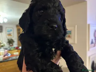 Mixed Breed dogs Sprockerpoo puppies looking for their forever home - Advert 1