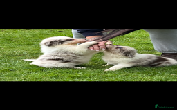 Mixed Breed dogs for sale: Border collie/Welsh collie puppies for sale - Image 6