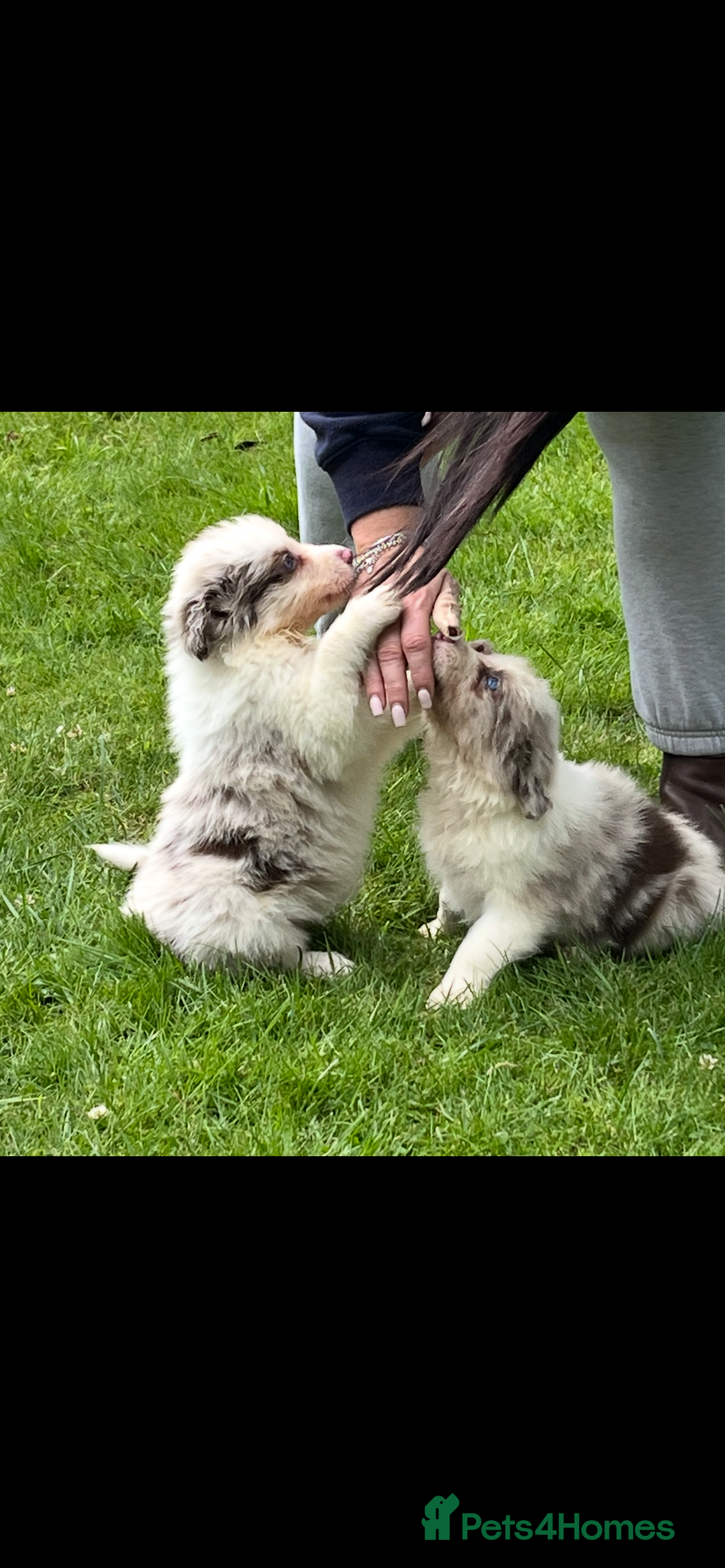 Mixed Breed dogs for sale: Border collie/Welsh collie puppies for sale - Image 6