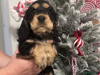 Cocker Spaniel dogs LOVELY SHOW COCKER PUPS - Ready Sunday - Advert 6