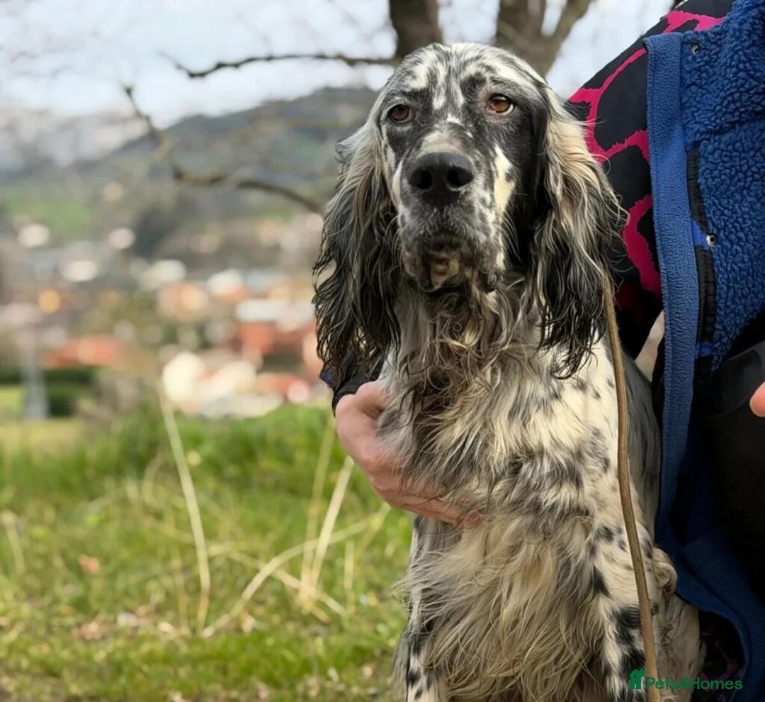 English Setter dogs for adoption: Bruno - Advert 1