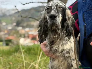 English Setter dogs Bruno - Advert 9
