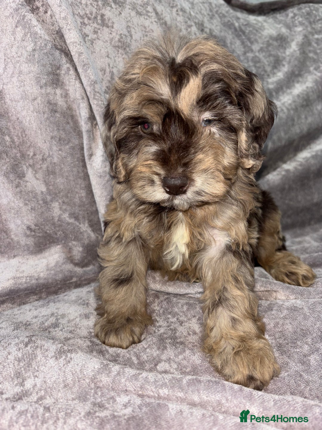 Cockapoo dogs for sale: Gorgeous Cockapoo Puppies  - Advert 32