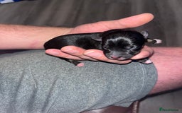 Jack Russell dogs for sale: Miniature Tri coloured Merle Jack Russell  - Image 17