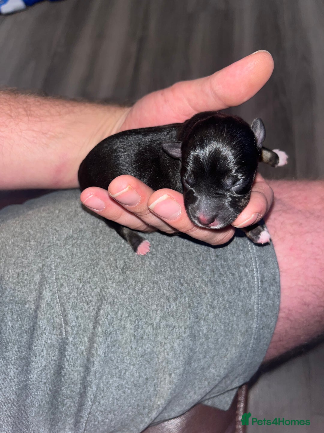 Jack Russell dogs for sale: Miniature Tri coloured Merle Jack Russell  - Image 17