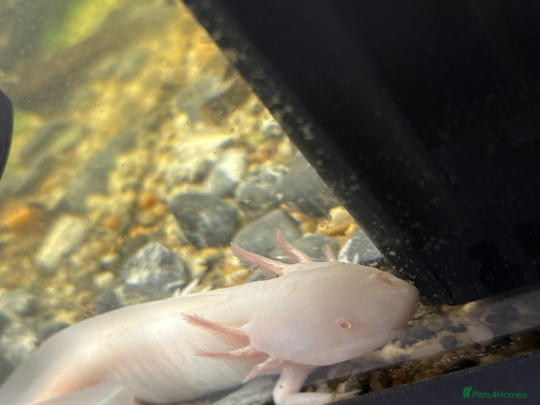 Axolotl reptiles for sale: 2 x Axolotl and full set up, 100l tank and stand  - Image 2