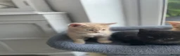Maine Coon cats for sale: Maine coon crossed kittens for sale - Advert 26